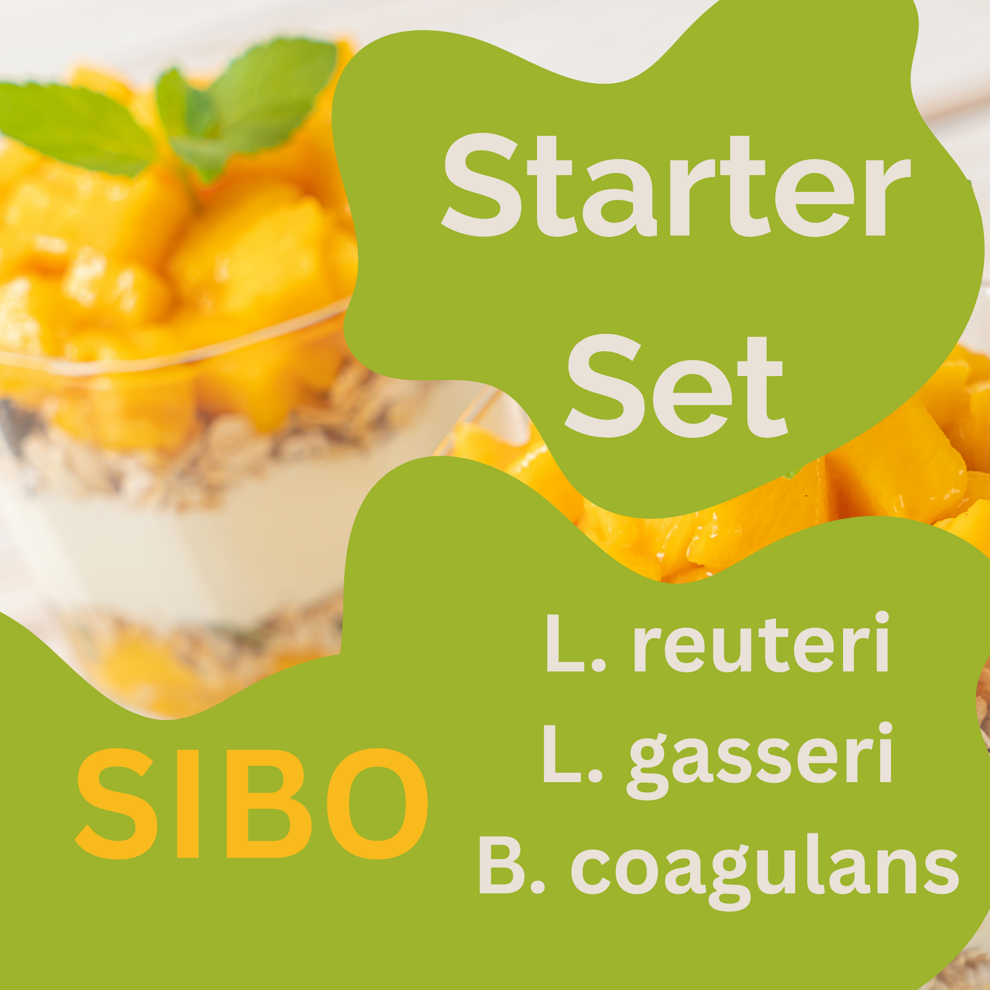 Starter set L. reuteri, L. gasseri, B. coagulans yogurt | SIBO yogurt