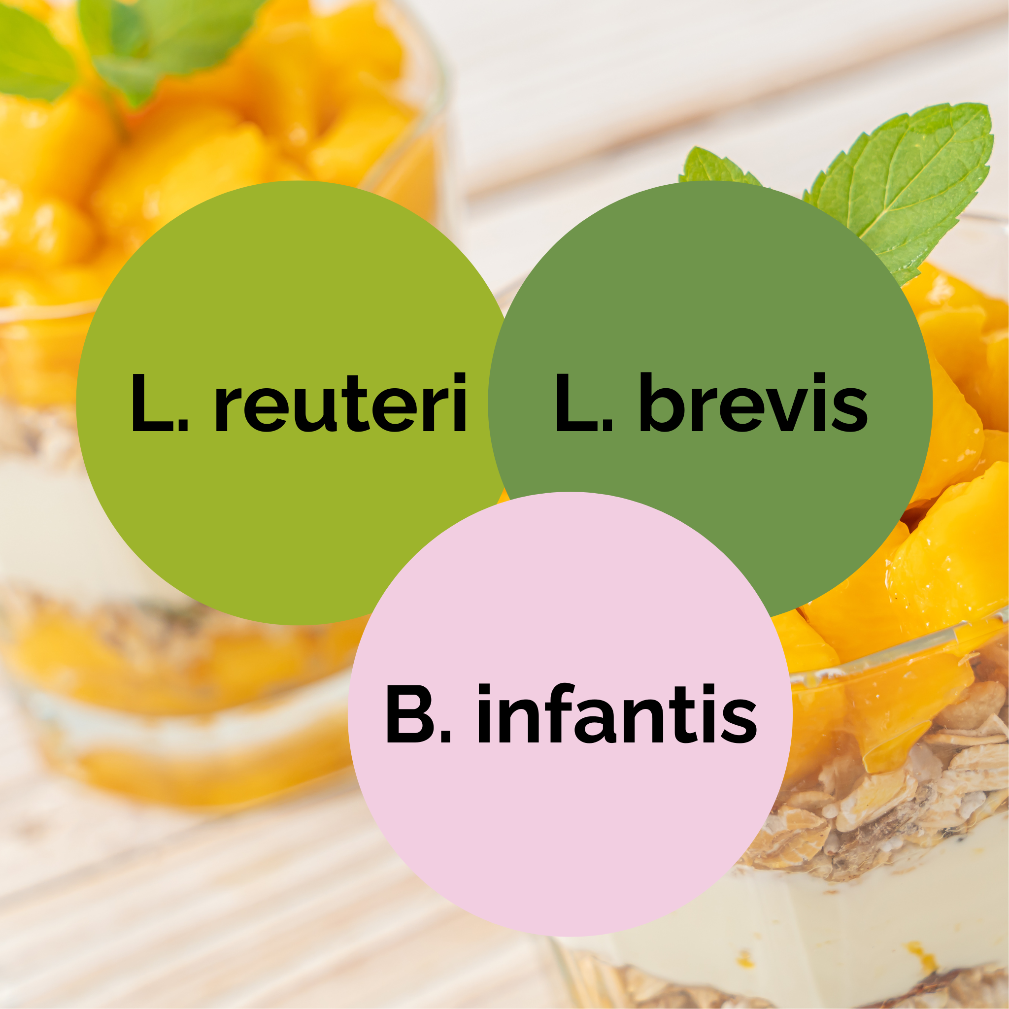 Das Mikrobiom wieder aufbauen mit verlorenen Arten – Mit Joghurt aus L. reuteri, L. brevis, B. infantis