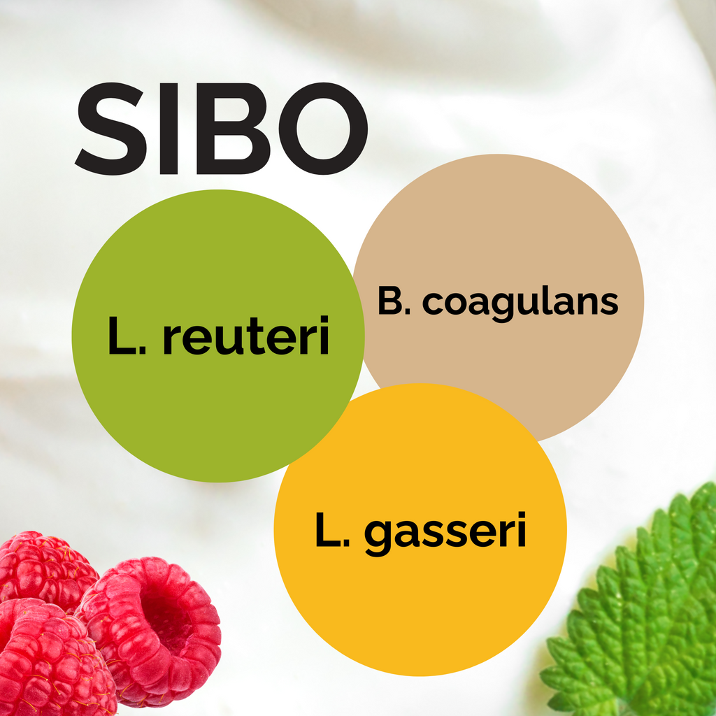 L. reuteri + B. coagulans + L. gasseri | Yogurt Starter Set | SIBO Yogurt according to Dr. Davis | Starter Cultures | 3-Pack
