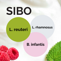 L. reuteri + L. rhamnosus + B. infantis | Yogurt Starter Set | SIBO | Starter Cultures | 3-Pack